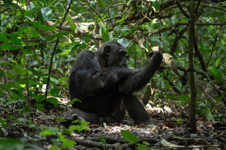 From Kampala: 4-Day Queen Elizabeth & Lake Mburo Safari Tour