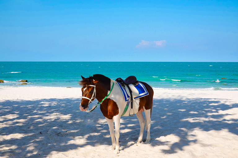 Punta Cana: Beach Horseback Ride, Natural Pool & Sea Access