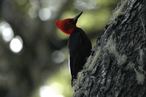 Bariloche: Manso River to the frontier Rafting Adventure Bariloche: Manso River Rafting Adventure