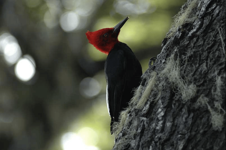 Bariloche: Manso River to the frontier Rafting Adventure Bariloche: Manso River Rafting Adventure