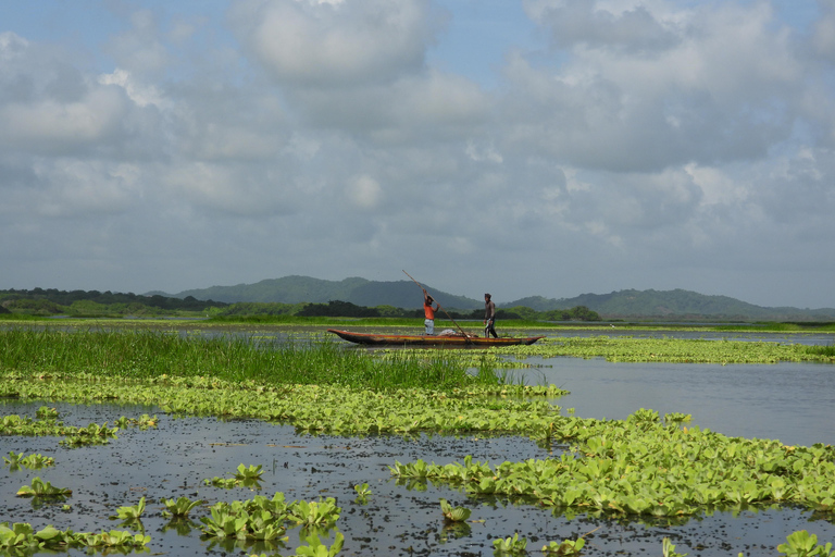 Cartagena: Private tour of bird watching in the Canal del dique