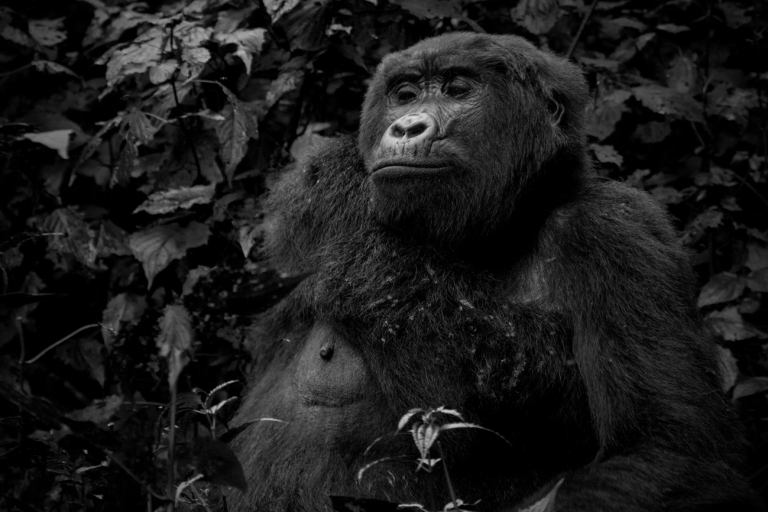 3 Days Bwindi Gorilla Safari Uganda Holiday From Kigali