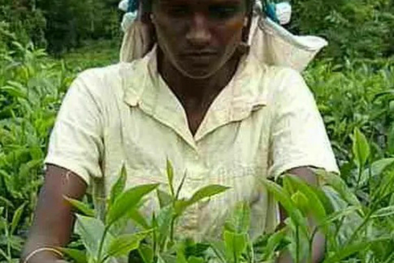 Kandy: Pinnawala, Ambuluwawa, and Village Tour