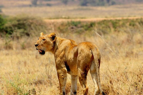 Nairobi: National Park, Elephant Orphanage & Giraffe Center