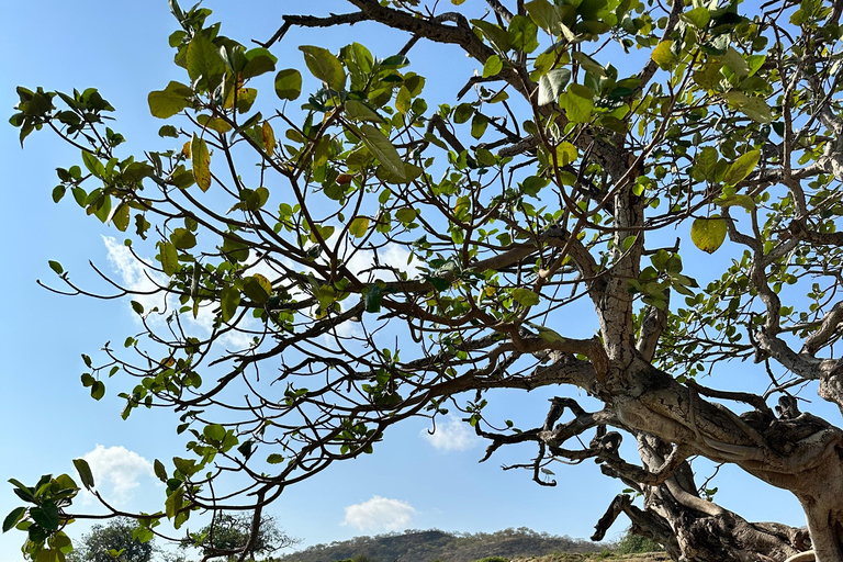 Tour privado de élite de día completo - Principales atracciones de Salalah