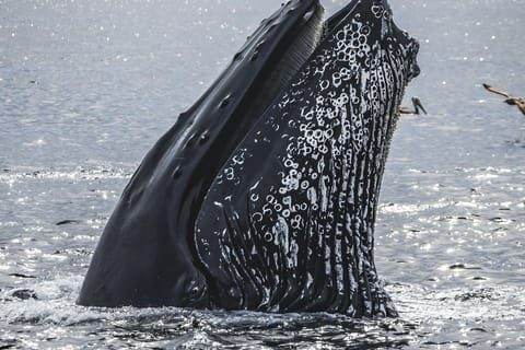 Cape Town: Hermanus Whale Watching Tour