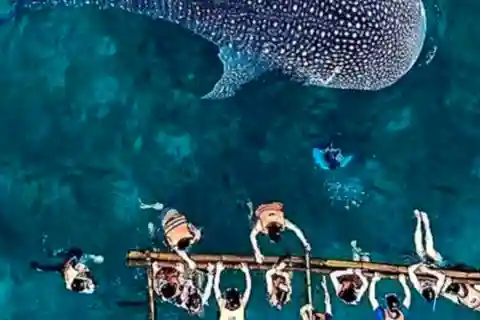 Cebu : Requin-baleine d'Oslob, Sumilon, ruines, église de Simala