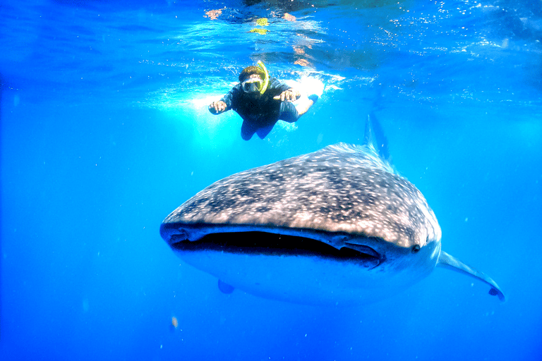 Whale Shark Swim, La Paz, and Todos Santos Day Trip