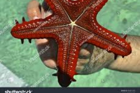Zanzibar: Blue Lagoon Snorkeling, Starfish Beach & The Rock TOUR WITH HOTEL TRANSFER