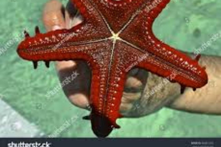 Zanzibar: Blue Lagoon Snorkeling, Starfish Beach & The Rock TOUR WITH HOTEL TRANSFER