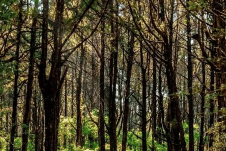 Von Addis Abeba: Tagesausflug zum Menagesha-WaldVon Addis Abeba: Tagesausflug in den Menagesha-Wald