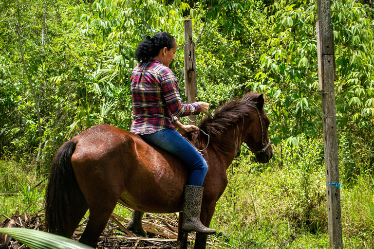 Goyave: Tropical Horseback Ride with River Crossing