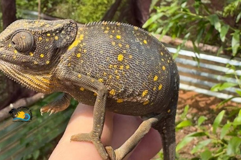 Zanzibar: Parque Nacional Jozani e visita guiada às borboletas