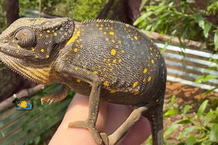 Zanzibar: Parque Nacional Jozani e visita guiada às borboletas