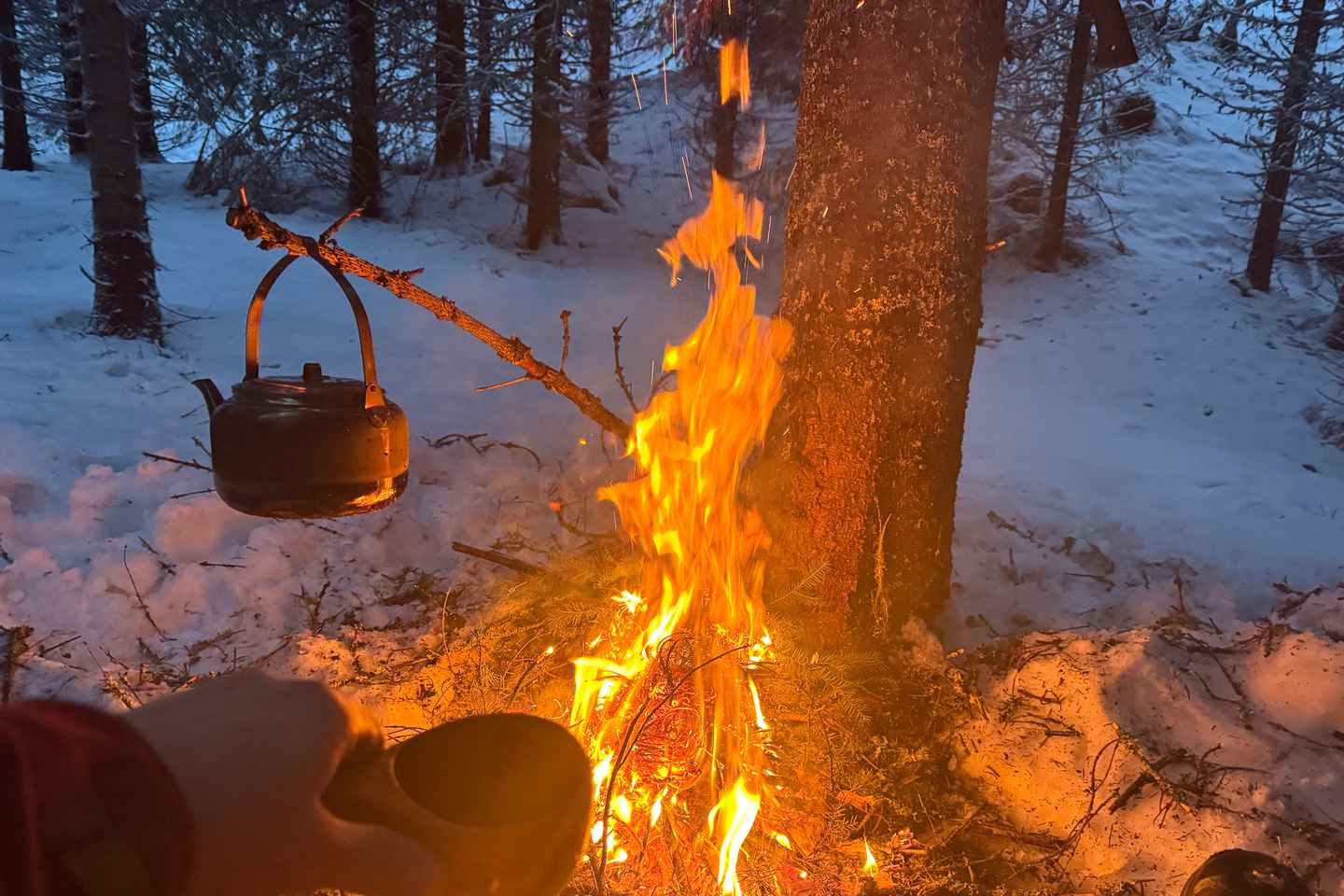 Fauske : Excursion en forêt avec aurores boréales, feu de camp et huskies