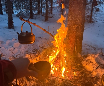 Fauske: Forest Tour with Northern Lights Bonfire & Huskies