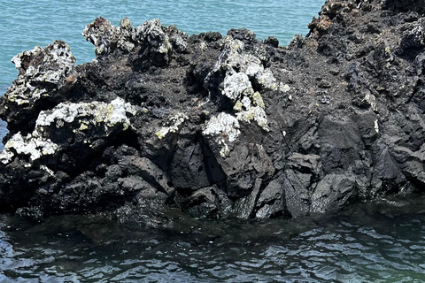 Isabela: Full Day with Penguins, Flamingos, Turtles, and Blue Sharks