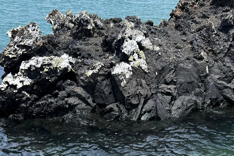 Isabela: Full Day with Penguins, Flamingos, Turtles, and Blue Sharks