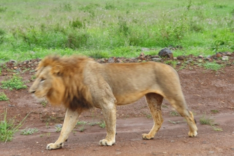 Visita guiada al Parque Nacional de Nairobi en furgoneta