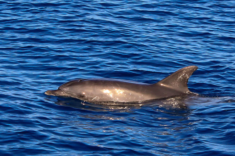 Hurghada: Luxury Red Sea Cruise with Snorkel, Dive & Buffet Snorkeling with Lunch & Transfers