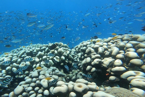 Lombok: pink beach snorkling trip with hotel pick up 2 Lombok: snorkling trip pink beach and explore pink beach