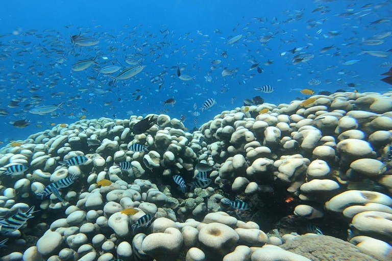 Lombok: pink beach snorkling trip with hotel pick up 2 Lombok: snorkling trip pink beach and explore pink beach