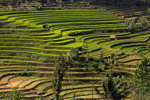 Selogriyo Temple and Java Rice Terrace Guided Trekking Tour Selogriyo Temple Java Rice Terrace Guided Trekking Tour