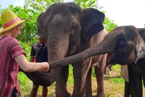Phuket: Full-Day Walk with Ethical Elephant Interactive Tour