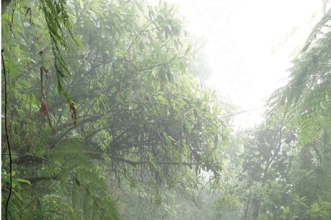 Minca: Cerro Kennedy and La Victoria Coffee Farm Tour