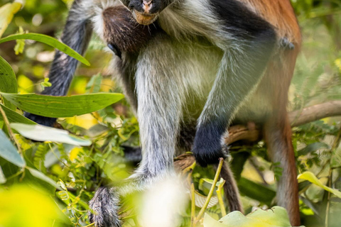 Zanzibar: Floresta de Jozani + excursão à Cidade de Pedra com traslado