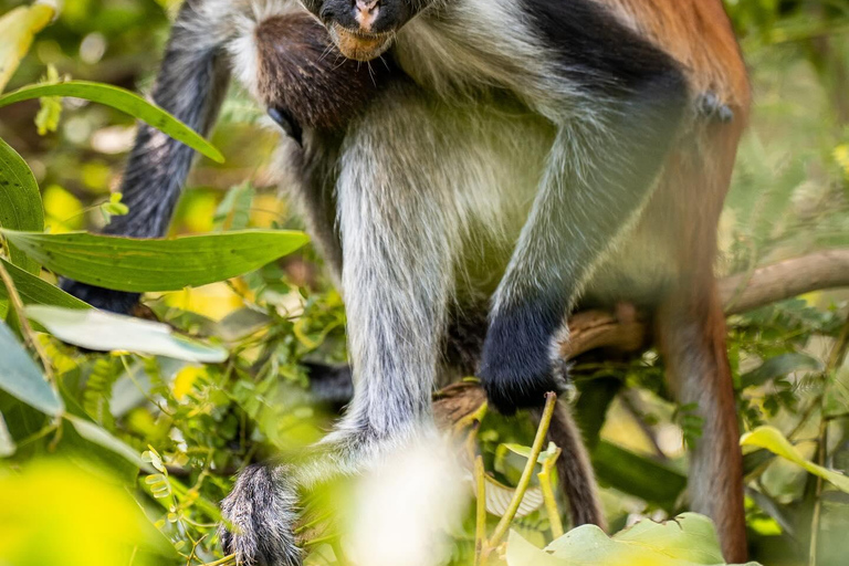 Zanzibar: Floresta de Jozani + excursão à Cidade de Pedra com traslado