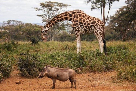 Nairobi: David Sheldrick Elephant Orphanage Visit