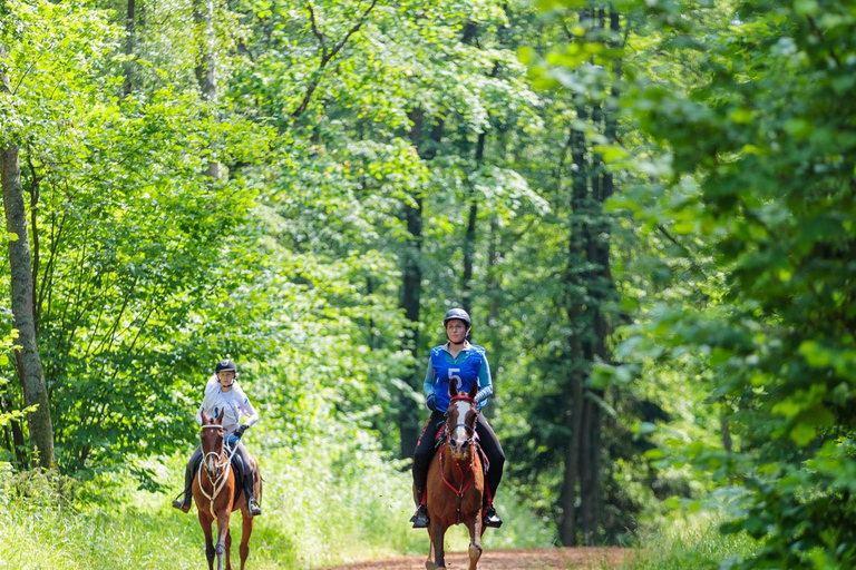 From Chicago: 1-Hour Nature Horseback Ride
