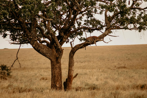 5 dias Tarangire, Ngorongoro e Parque Nacional do Serengeti