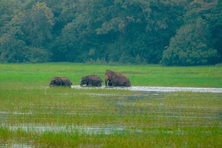 Minneriya Safari: Morning Birds or Afternoon Herds