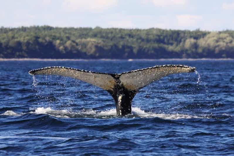 Tadoussac or BaieSainteCatherine Whale Watching Cruise GetYourGuide