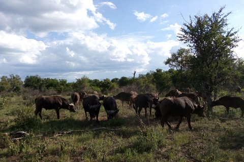 Parc national Kruger : Safari privé de 4 joursSafari privé de 4 jours dans le parc national Kruger