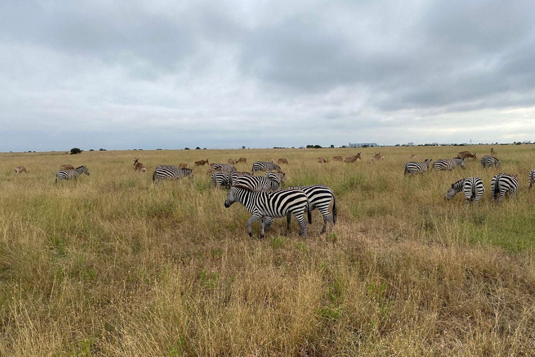 Nairobi National Park: Early Morning or afternoon adventure Early morning game drive in a Landcruiser JEEP