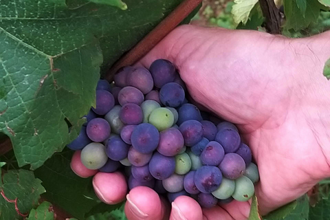 Circuit de dégustation des vins d&#039;Alsace