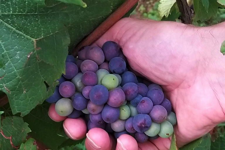 Tour de degustação de vinhos da Alsácia