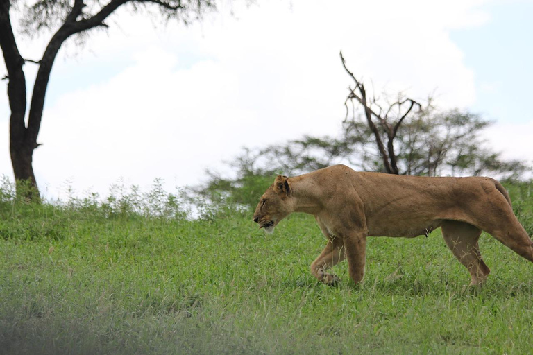 Safari de 3 dias pela vida selvagem de Mikumi e tour cultural saindo de Zanzibar