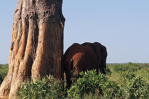 Mombasa:2-Day Tsavo East Wildlife Safari with Overnight Stay