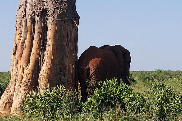 Mombasa:2-Day Tsavo East Wildlife Safari with Overnight Stay