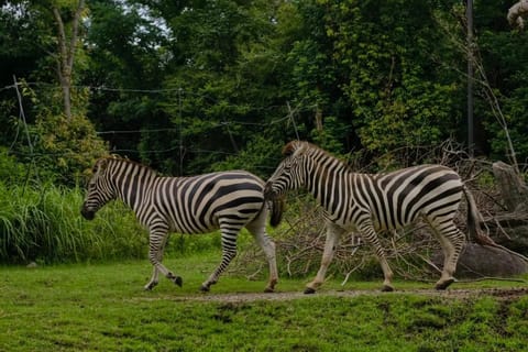 Osaka: Tennoji Zoo Guided Tour with Local Guide - Image 2