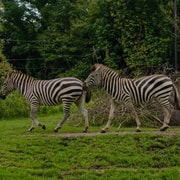 Osaka: Tennoji Zoo Guided Tour with Local Guide