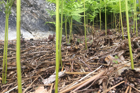 Stockholm: Dog Walk in Nature Reserve with Swedish Fika