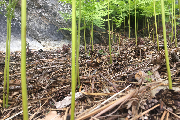 Stockholm: Dog Walk in Nature Reserve with Swedish Fika