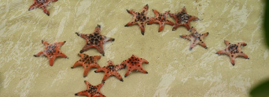 Phú Quốc : royaume des étoiles de mer à Rach Vem et expérience culinaire