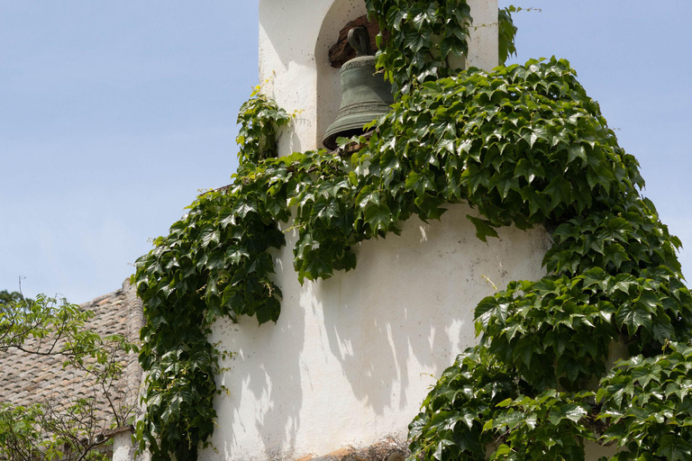 Extra-virgin olive oil and wine tasting at Cortijo Andaluz, Ronda Extra virgin olive oil and wine tasting at Cortijo Andaluz, Ronda