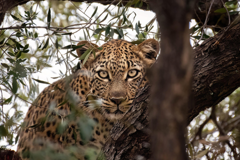 2-daagse Pilanesberg Prestige Safari